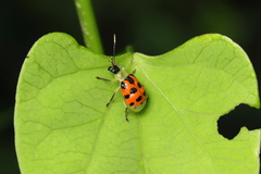 Diabrotica limitata