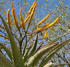 Aloe marlothii