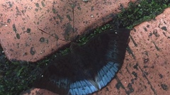 Euthalia monina monina