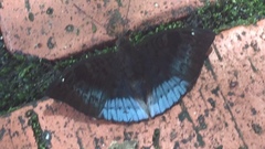 Euthalia monina monina