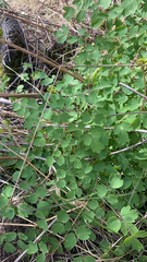 Thalictrum fendleri
