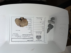 Gloeophyllum striatum