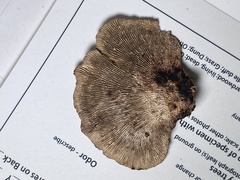 Gloeophyllum striatum