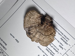 Gloeophyllum striatum