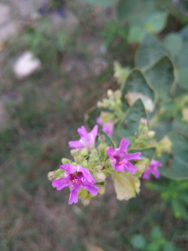 Image of Mirabilis violacea by (c) Jordi Martínez Martínez, some rights reserved (CC BY)