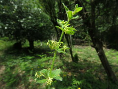 Cruciata glabra