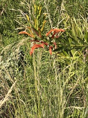 Lobelia excelsa