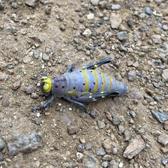 Thericles obtusifrons