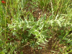 Nonea pallens