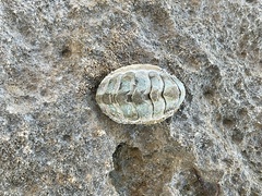 Acanthopleura granulata