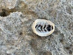 Acanthopleura granulata