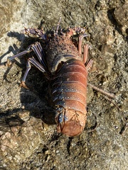 Panulirus inflatus
