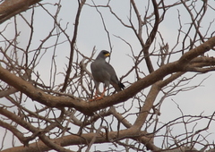 Melierax poliopterus