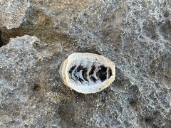 Acanthopleura granulata