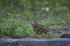 Zoothera aurea