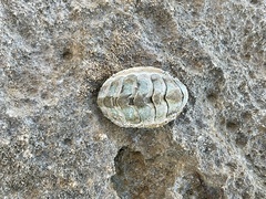 Acanthopleura granulata