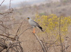 Melierax poliopterus