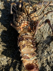 Panulirus inflatus