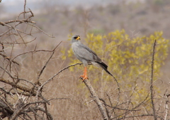 Melierax poliopterus