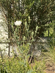 Argemone hunnemannii