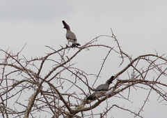 Corythaixoides leucogaster