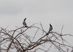 Corythaixoides leucogaster
