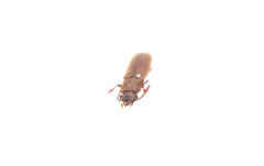 Lyctoxylon dentatum