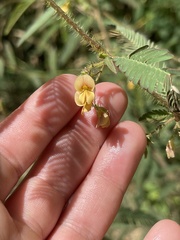 Aeschynomene americana