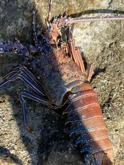 Panulirus inflatus