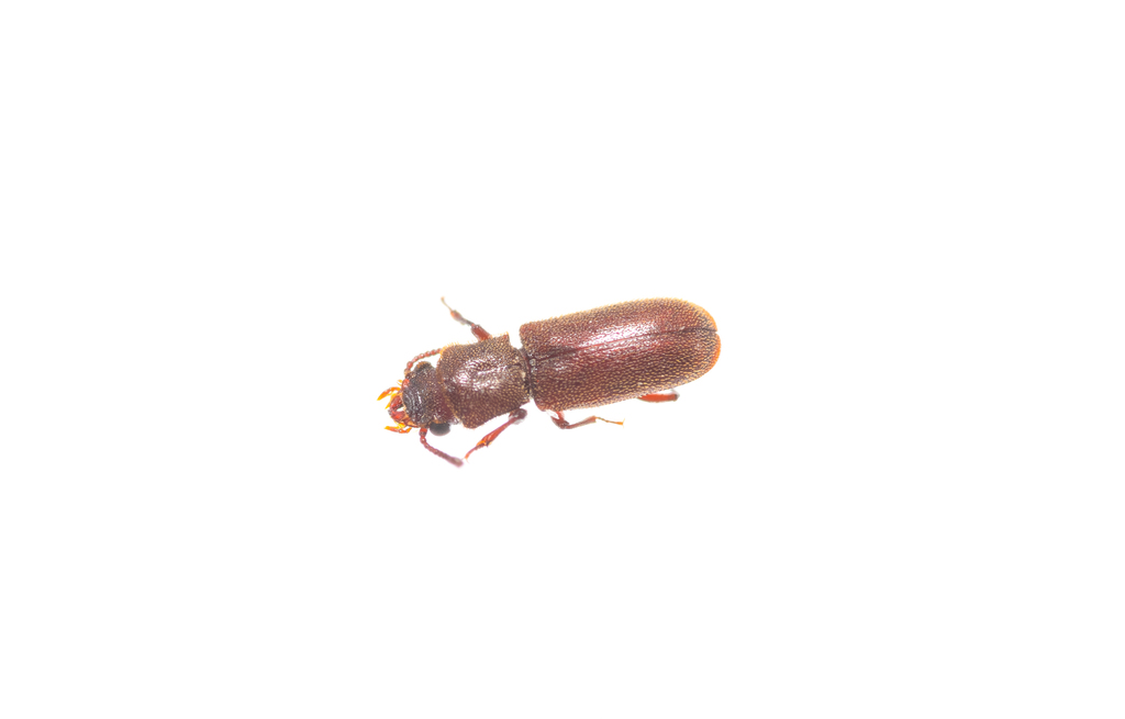 Oriental Powderpost Beetle