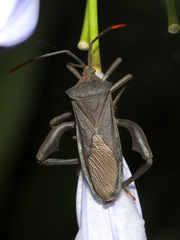 Anoplocnemis curvipes