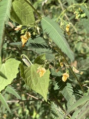 Aeschynomene americana