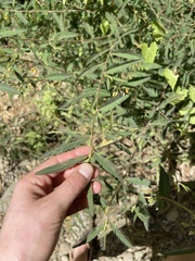 Aeschynomene americana