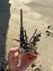 Panulirus inflatus