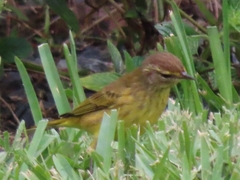 Setophaga palmarum hypochrysea