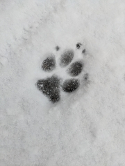 Canis familiaris