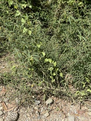 Aeschynomene americana