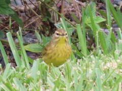 Setophaga palmarum hypochrysea