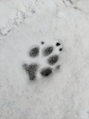 Canis familiaris