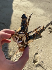 Panulirus inflatus