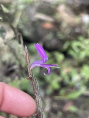 Hypoestes phyllostachya