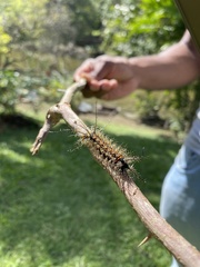 Pseudautomeris salmonea