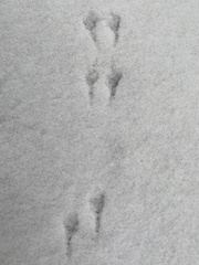 Junco hyemalis
