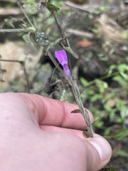 Hypoestes phyllostachya