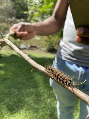 Pseudautomeris salmonea