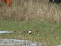 Lophodytes cucullatus