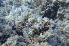 Scorpaenopsis