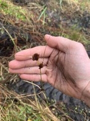 Rhynchospora cephalantha