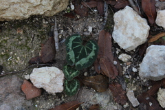Cyclamen persicum