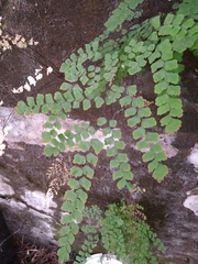 Adiantum amplum